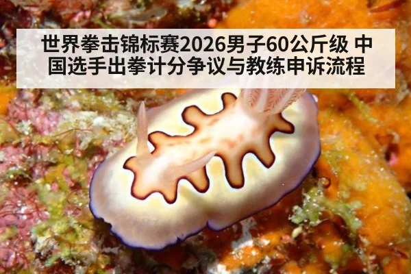 世界拳击锦标赛2026男子60公斤级 中国选手出拳计分争议与教练申诉流程